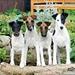 GLATHÅRET FOXTERRIER