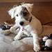 Jack russell terrier trimning 