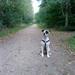 Staffordshire bull terrier hvalp