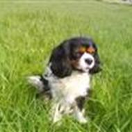 Silke, Emma & Hansen! < 3