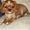 gitte n
