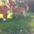 Steinbach -