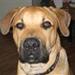 Olivers Large Breed Start foder