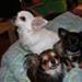 WTF BYTTE CHIHUAHUA????