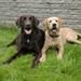  hunde foder 