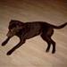 Brun labrador
