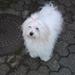 Coton de tulear træf:)