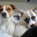 er vindruer giftige for hunde?