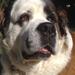 Newfoundland / Landseer
