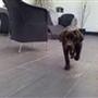 Josephine og Una, Chica, Coco *