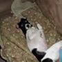 maj-britt n