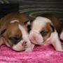 Goldenbulldogs