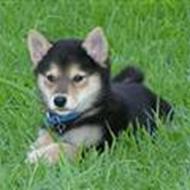 kennel mago ø