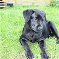 Rosinen og pølsen ;