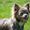 * Kennel Club Ottesen *