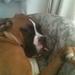 Avl - Boxer