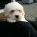 Coton til salg?