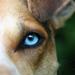 Whippet og motion 
