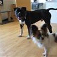 Bullerbassen Rocky  :