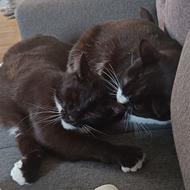 *Frk. Jensen* - Nu med kat