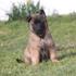 Kennel Nihero 