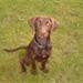 hundefoder