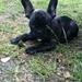 WolfsBlut hundefoder?