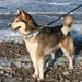 Hjælp til at opstøve min hunds Avler, Johnny, Alaskan Malamute
