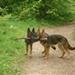 Hjemmelavede hundekiks