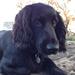 Dog sitter og/el. hundelufter Aalborg