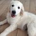Hundefoder :)