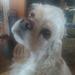 Cherry eye