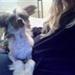 Chinese crested vs. sne