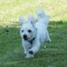Allergivenlige hunde