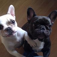 **~~ Buller pigerne ~~** .