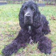 Enzo<3himmelhund :`(