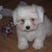 hundefoder til en coton de tulear