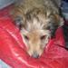 min hund spiser ..........