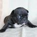 Lille bulldog tilsalg! :-)