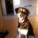 Blandingshunde 20/9-09