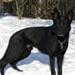 Wolfsblut hundefoder