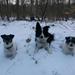 Søger ung/voksen border collie