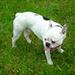 Staffordshire Bullterrier avls kriterier