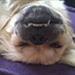 Legekammerater til vores hunde