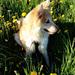 Indavl shetland sheepdog keiko