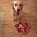 Stoppe vild leg indenfor mellem 2 hunde 