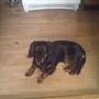 Hvil i fred Lady 05/10 -10 - 17/12-18