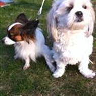 Zorro&Bella&Emma&Emilie<33 :