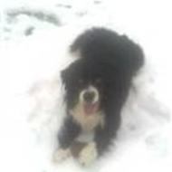 ** Danmarks sødes hund 2008** Balder&Line** K