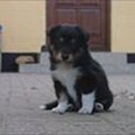 poul n